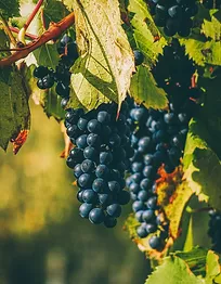 photo of grapevine 
