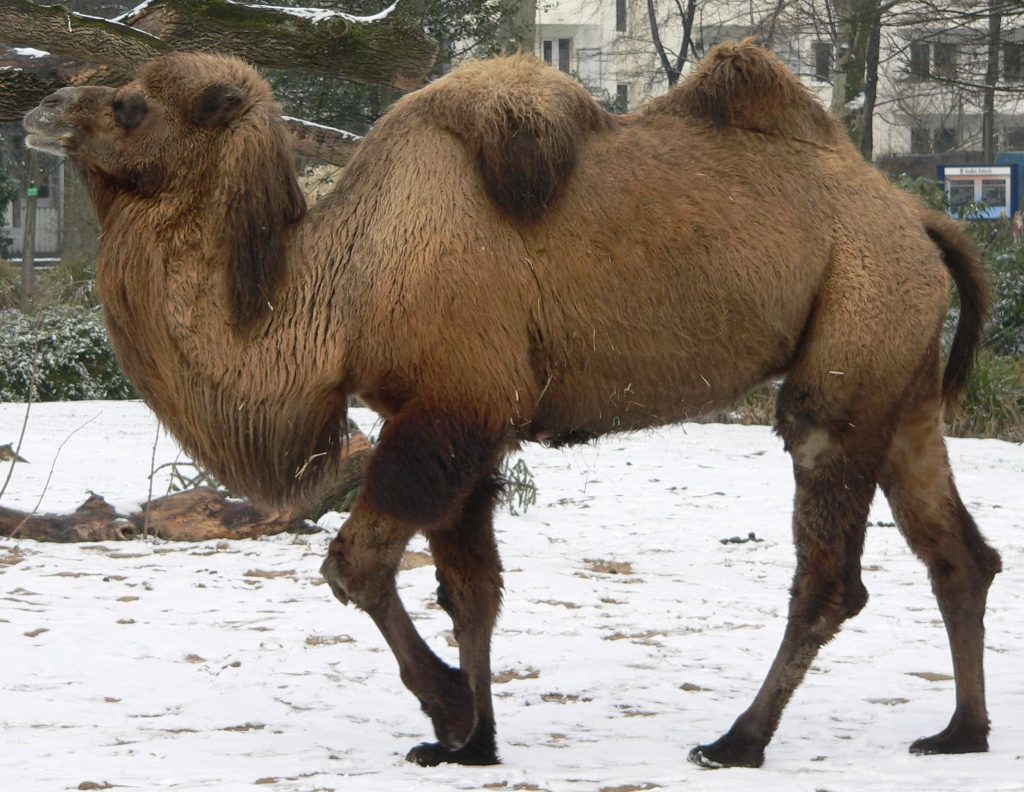 camel seitlich trabend